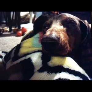 Meet your Posher, Lilli